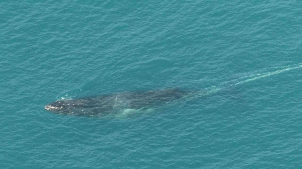 Whale entangled in fishing rope lost off southern coast