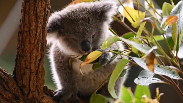 Loggers more active inside koala park than out: claim