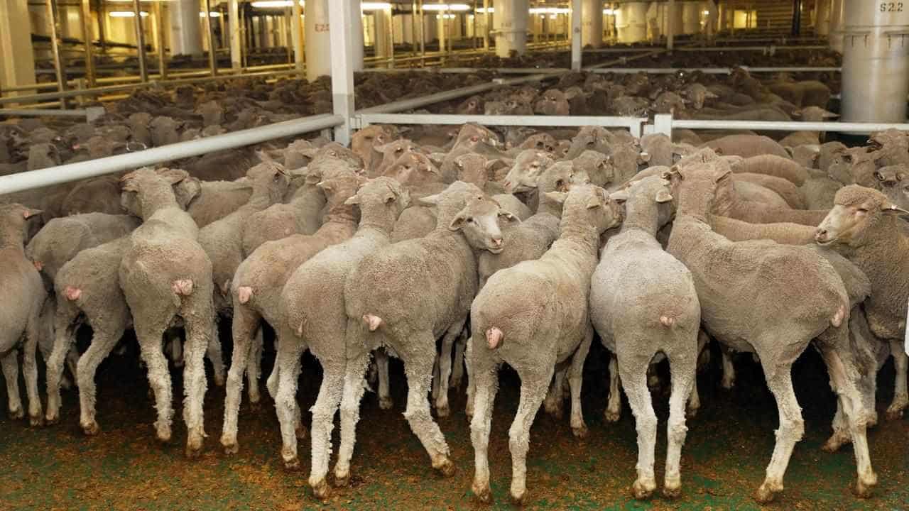 'Farmy army' to target Labor if sheep exports banned