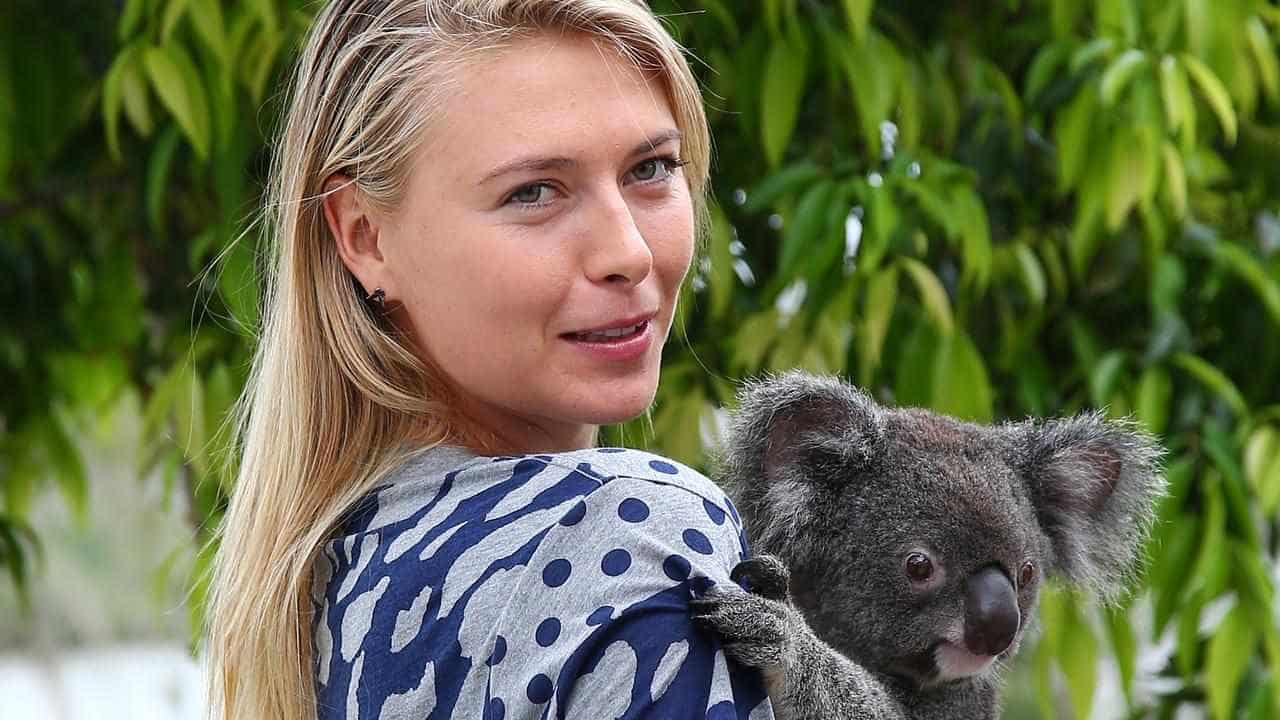 Cute cuddles canned as Koalas can't bear the stress