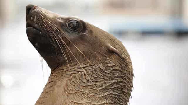 Man charged over fur seal death, theft and weapons