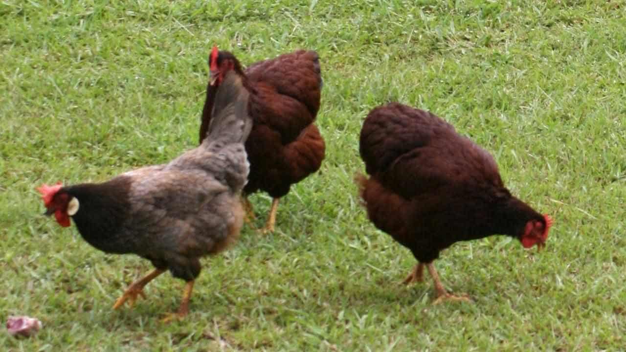 Backyard chickens in latest Canberra bird flu detection