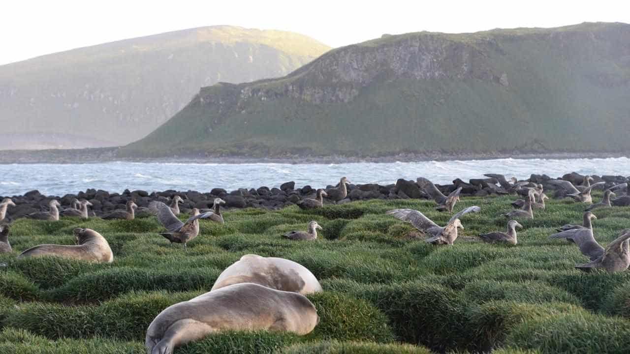 Pristine islands off Antarctic get wider protected zone