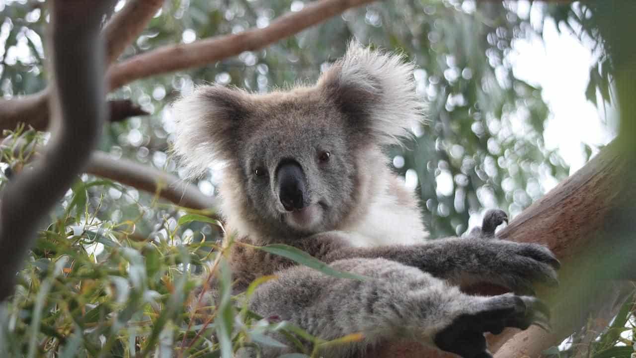 Tech and tradition helping island's koalas survive fire