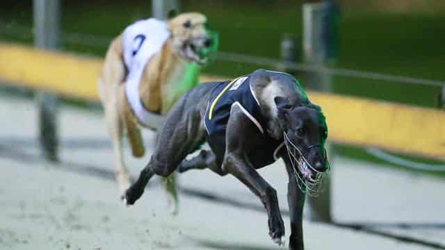 Ex-police watchdog to oversee greyhound industry probe