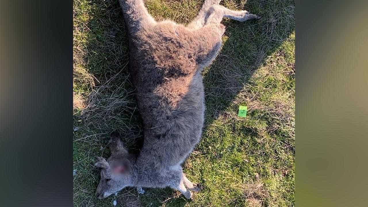 Dozens of kangaroos shot, run down in callous attack