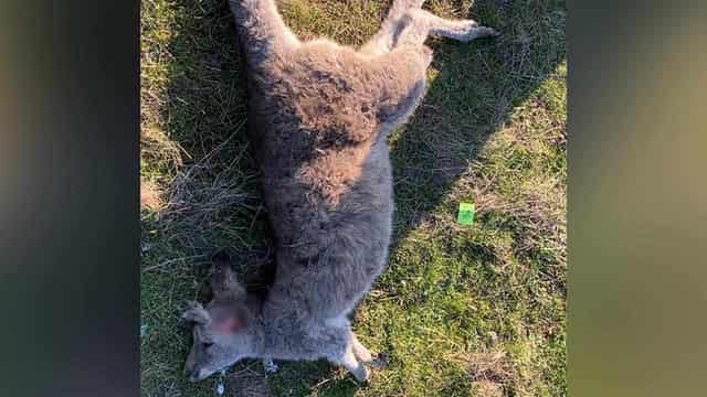 Dozens of kangaroos shot, run down in callous attack