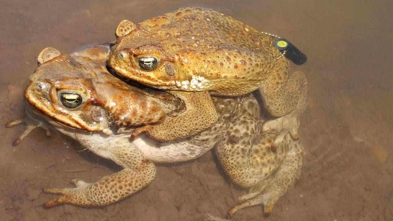 Cane toad-break zone to stop notorious pest march in WA