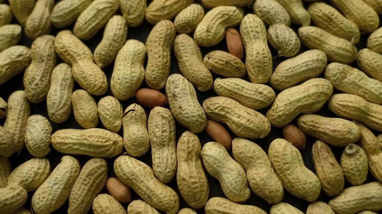 World-first peanut allergy trial seeking participants