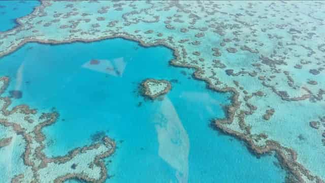 Clearing rates down but Barrier Reef needs more help