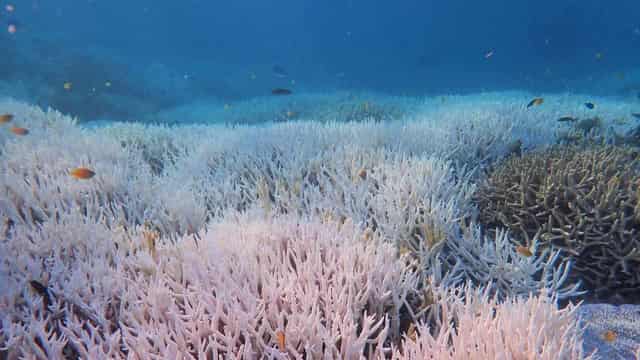 Keeping reef off in-danger list sends 'false message'