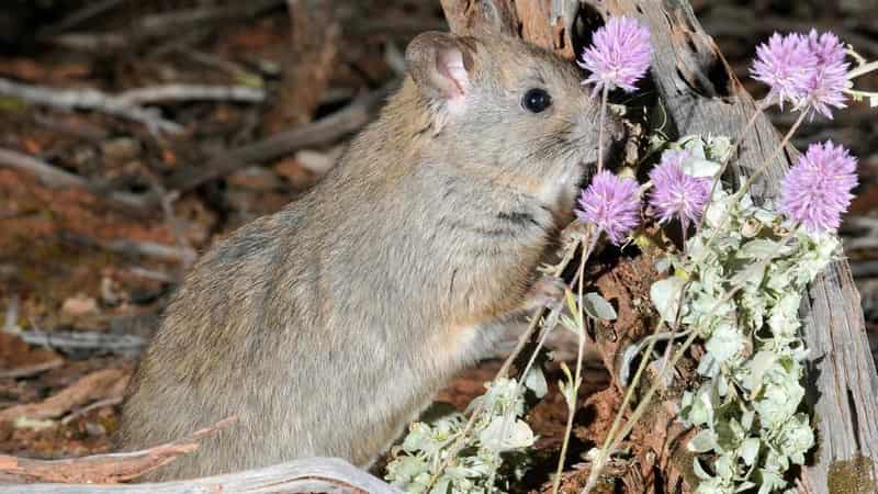 Invasive weed found to be rare rodent's top menu choice