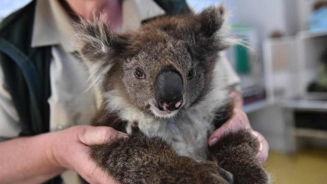 Land clearing taking a deadly toll on wildlife: report