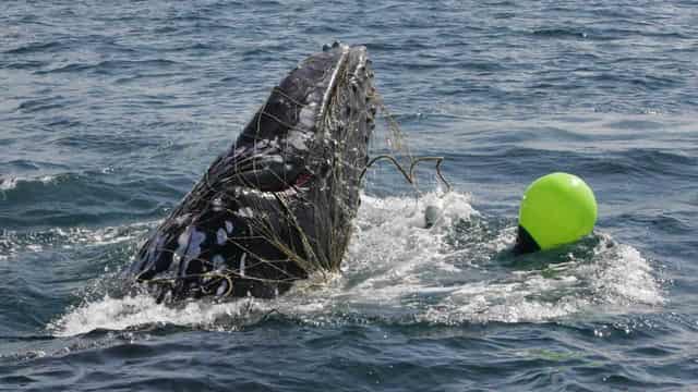 Shark-netting season sliced with calls to end scheme