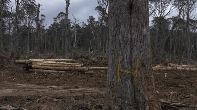 Forestry Corporation fined $360k for cutting down trees