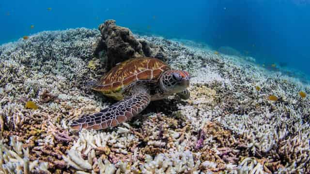 Water pollution slowing Barrier Reef's coral recovery