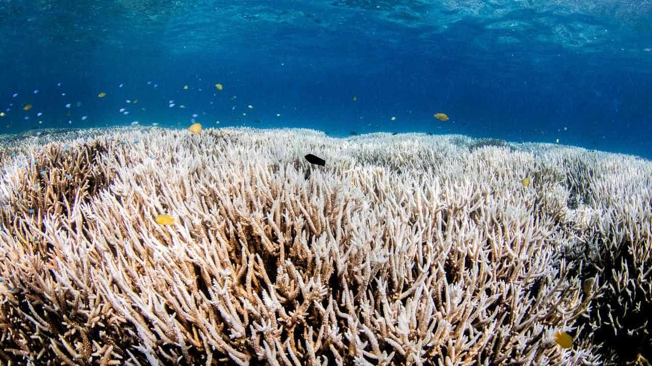 Heatwave, cyclones cast doubt on reef coral recovery