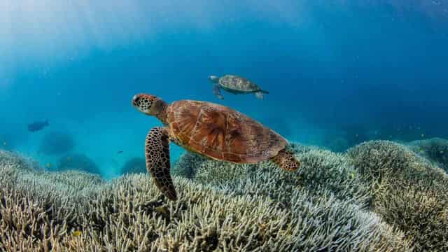 Warnings of reef at risk with centuries-first heating