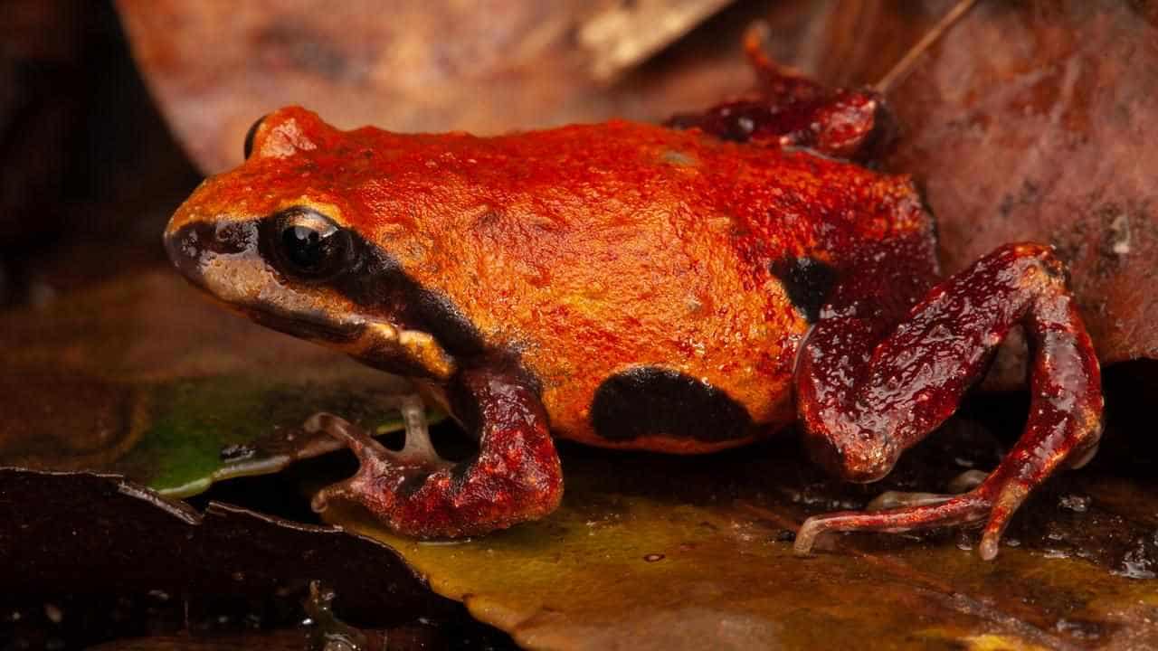 Conservationist fears for ancient, namesake frog