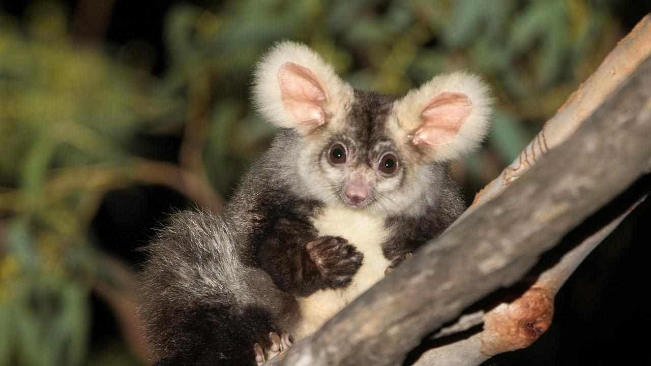 Homes of endangered greater gliders face logging threat