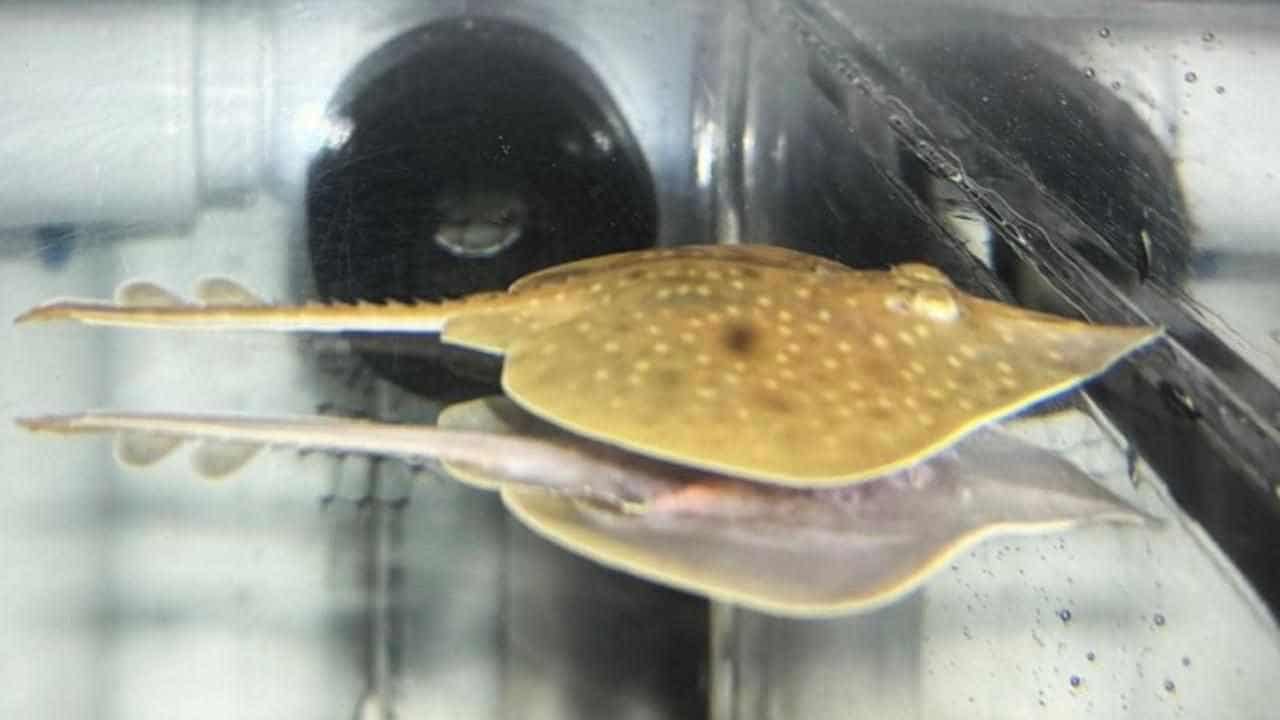 It's a girl! Milestone in fight to save ancient fish