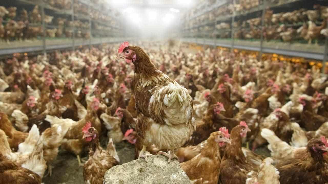 Bird flu is dangerous to humans, despite claims