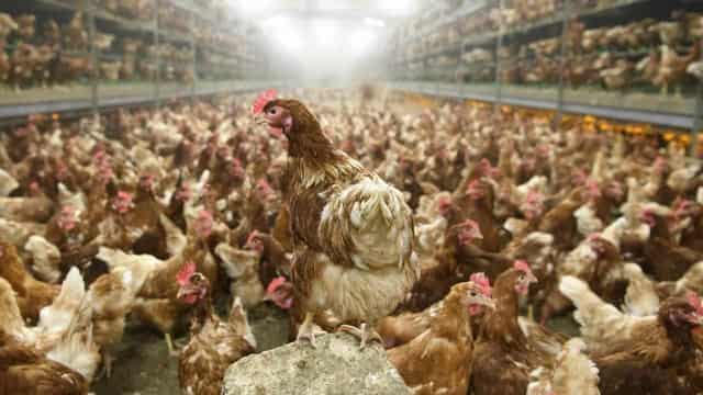 Bird flu is dangerous to humans, despite claims