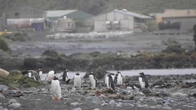 'Not if but when': Antarctic preparations for avian flu