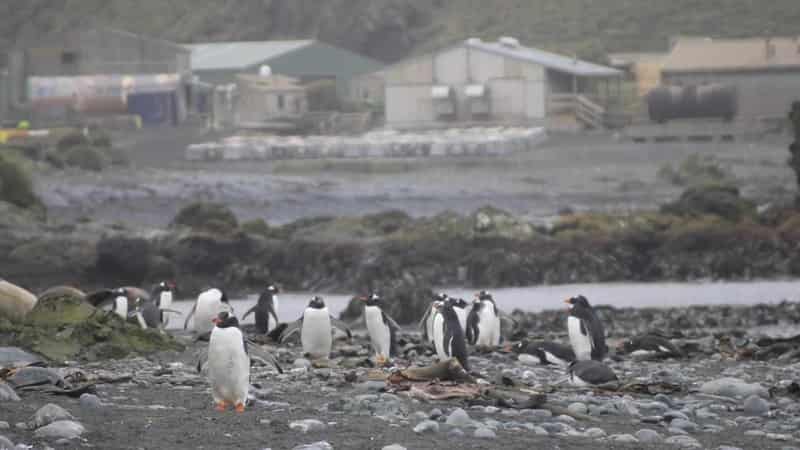 'Not if but when': Antarctic preparations for avian flu