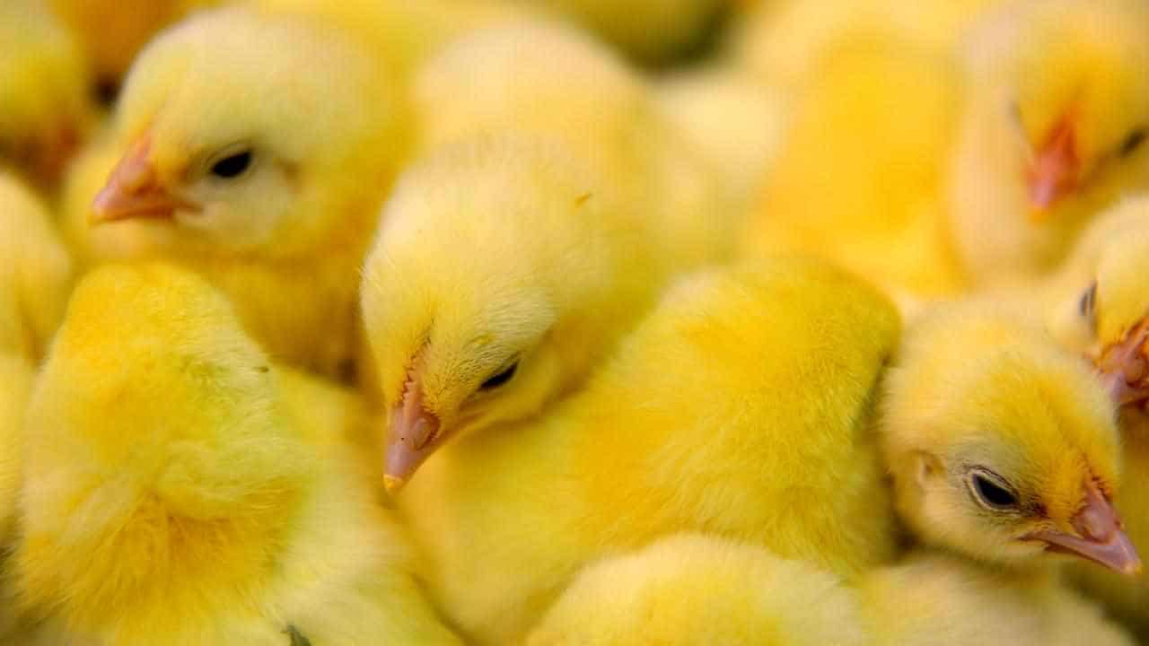 Restrictions ease as bird flu outbreak is quashed