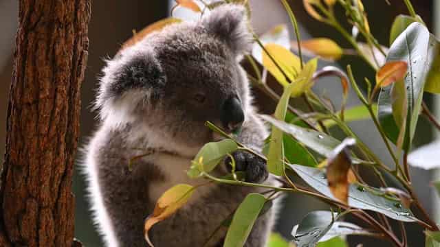 NSW did nothing in a year to help most at-risk species