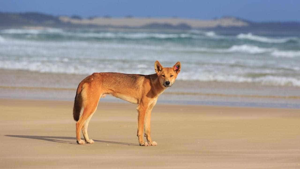 Dingo bites four-year-old girl at popular holiday spot