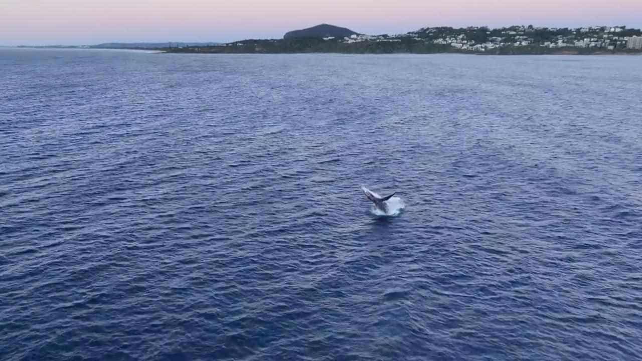 Man knocked out by a whale's tail while in a tinny