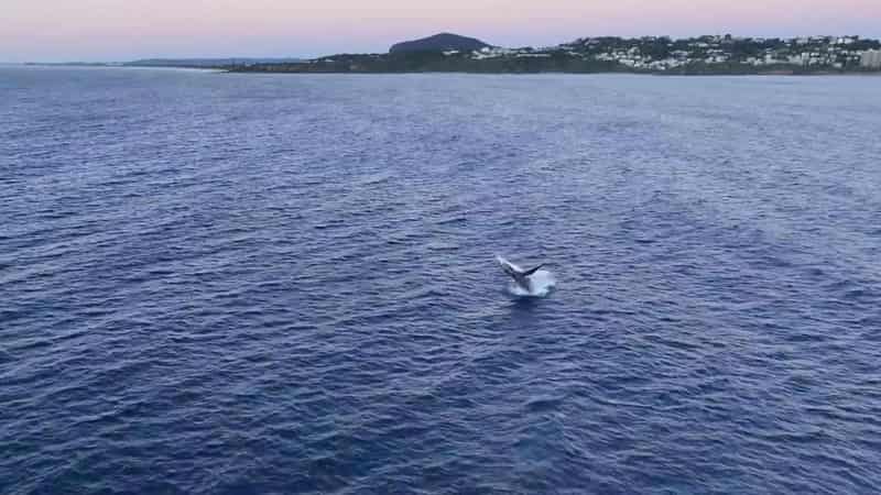 Man knocked out by a whale's tail while in a tinny