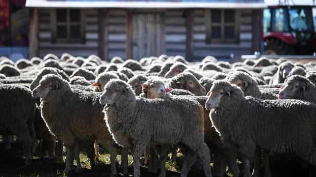 Probe as 'checked and healthy' sheep die in air export