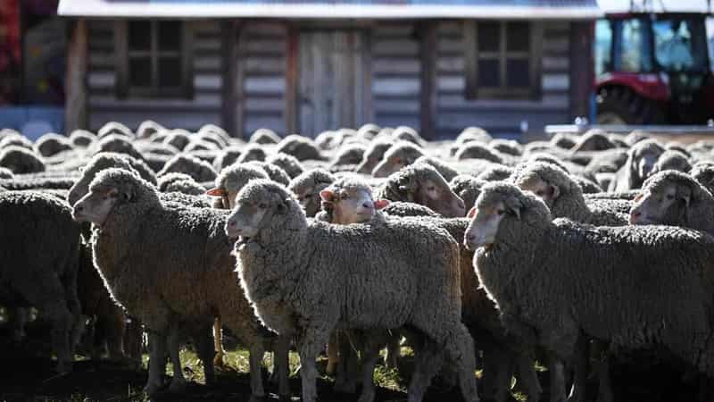 Probe as 'checked and healthy' sheep die in air export