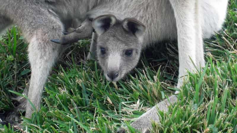 Man fined over cruelty, killing of 71 kangaroos