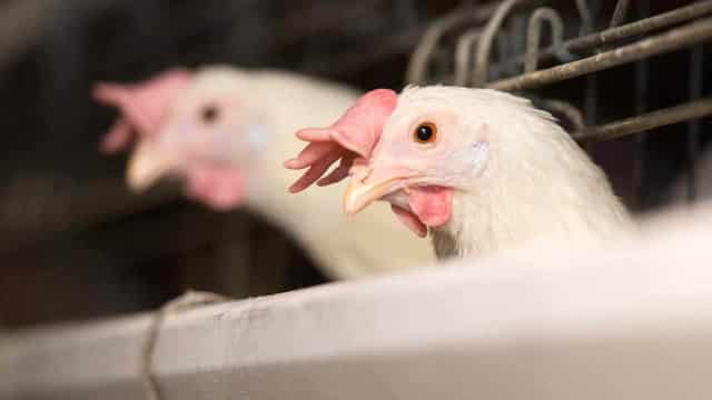 Avian flu key focus of new biosecurity hub