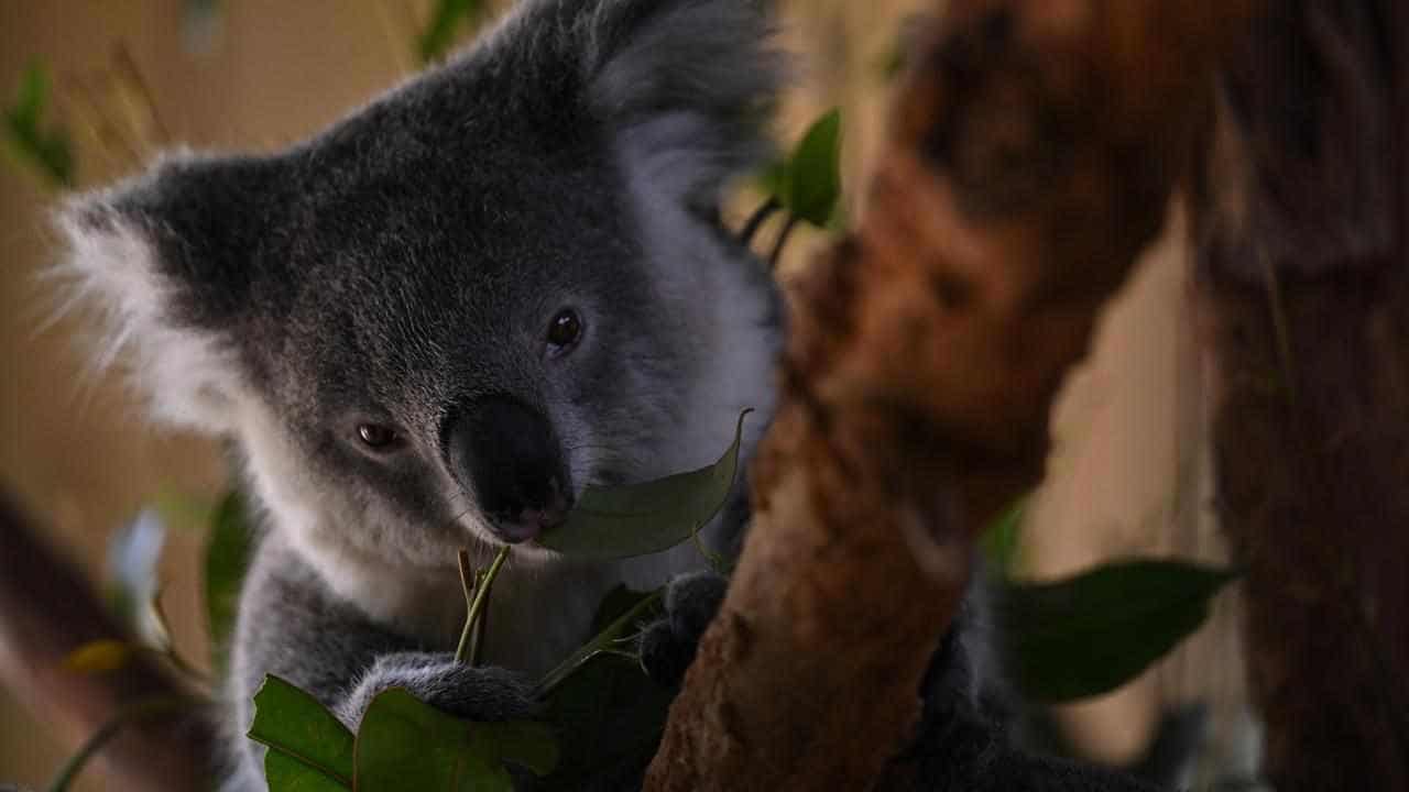 'Save our home': coal mines could cost koala habitat