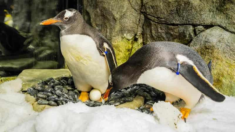 'Heartbreaking loss' of world-famous gay penguin