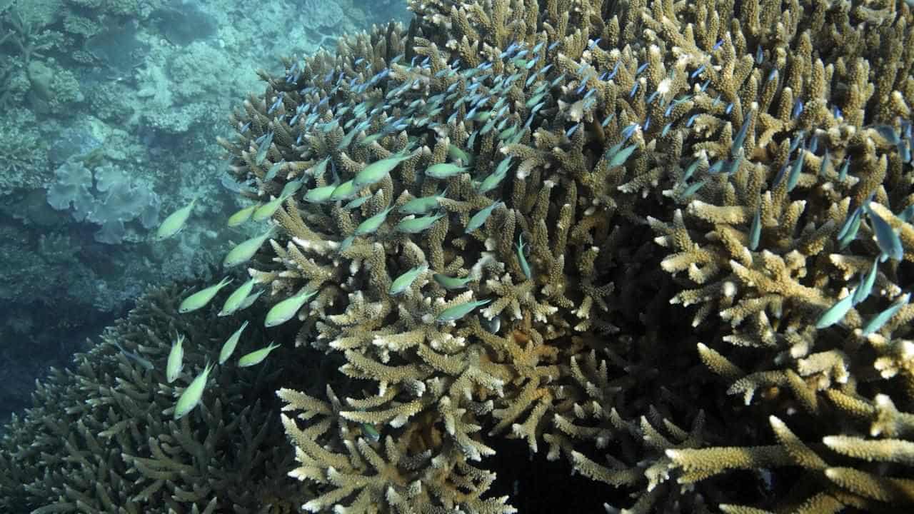 Pledge sinks in $192m to help keep Barrier Reef afloat