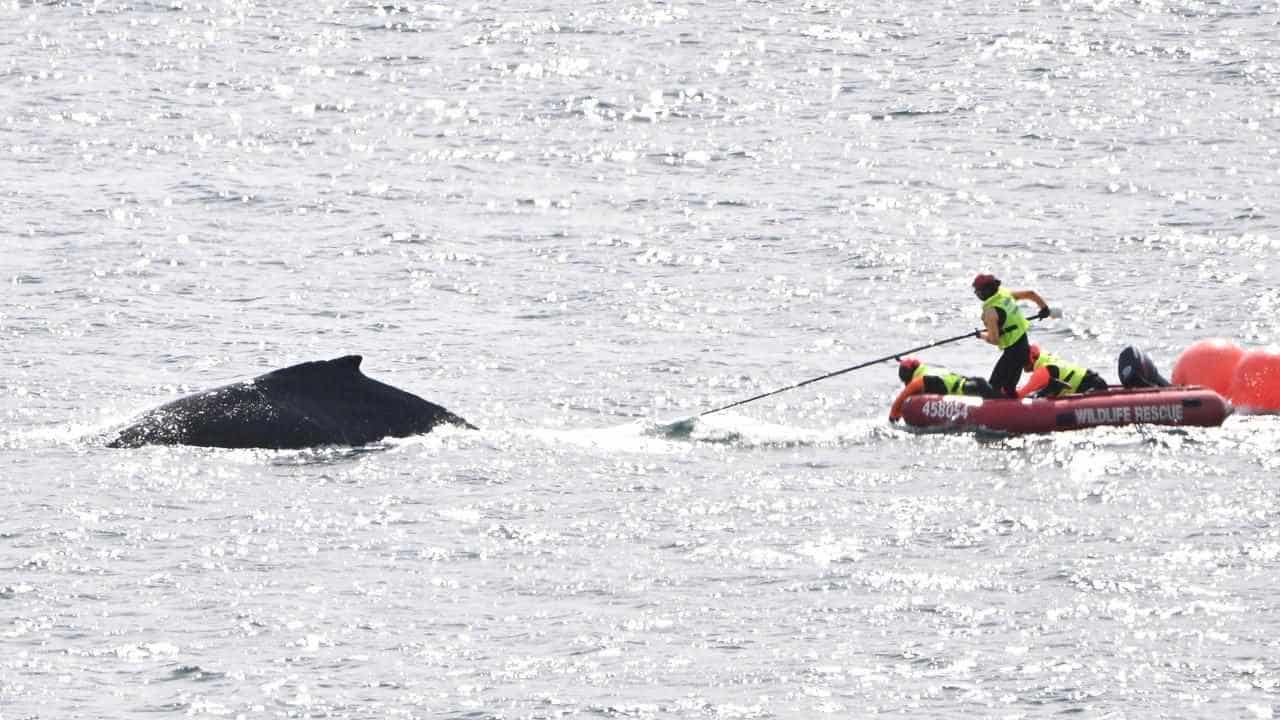 Whale heads back out to ocean after harbour rope rescue