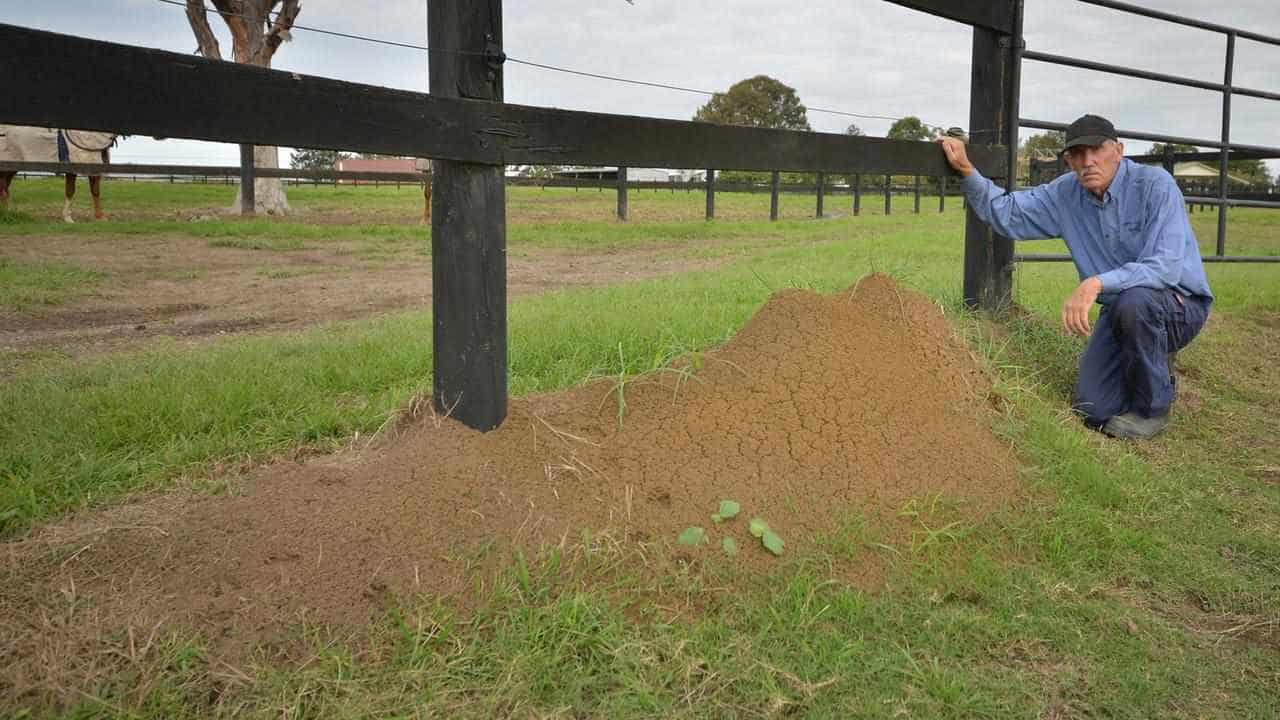 Thousands of fire ant nests infest Qld properties