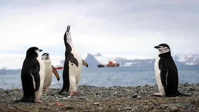 Frozen continent vulnerable to invasive hitchhikers