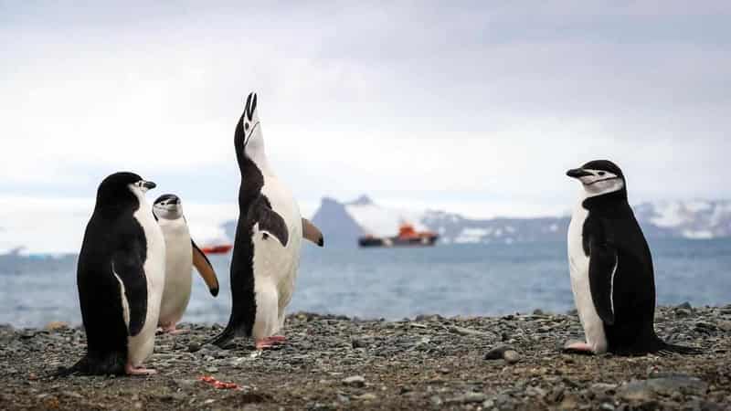 Frozen continent vulnerable to invasive hitchhikers