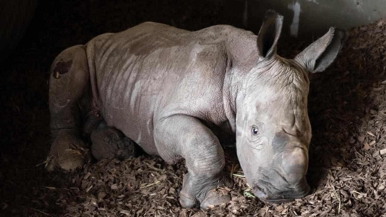 Victorian zoo celebrates new white rhino calf