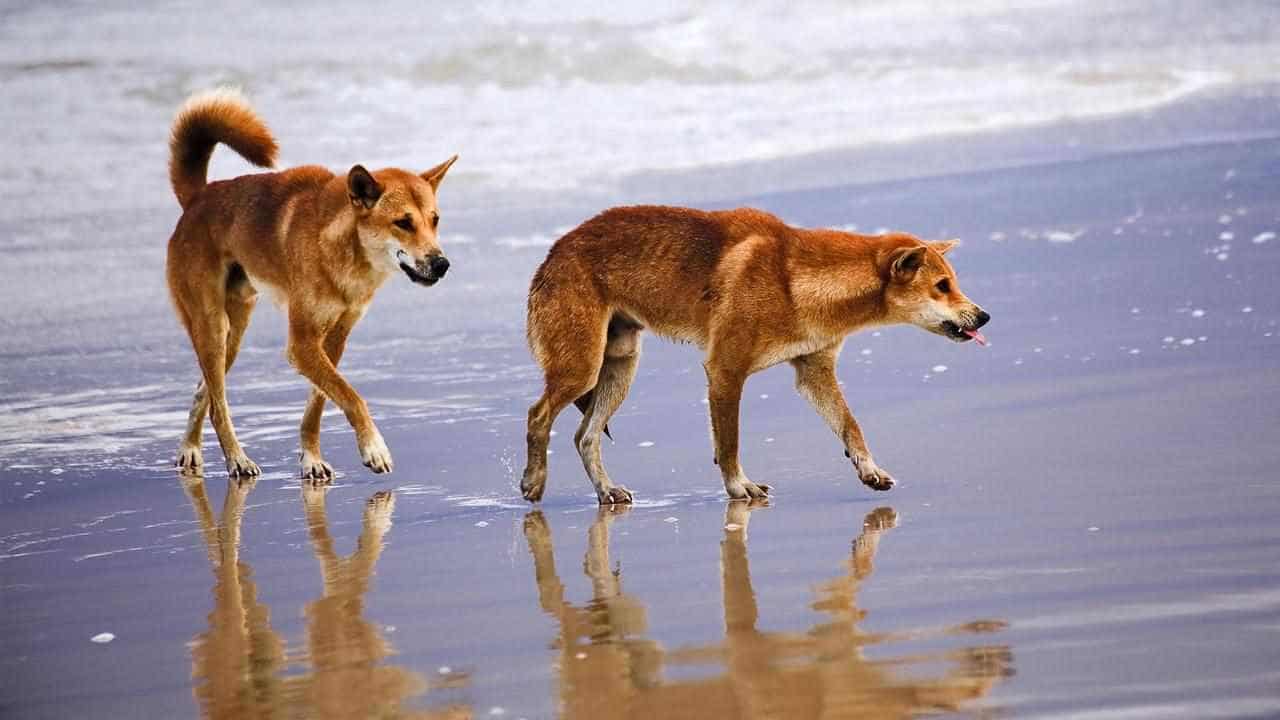 Tourist spot camping ban proposed after dingo attacks