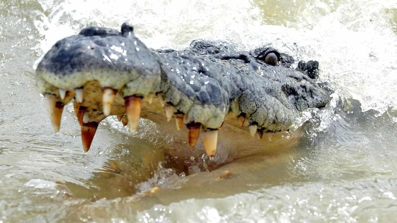 Croc culling not the answer for stopping attacks: study