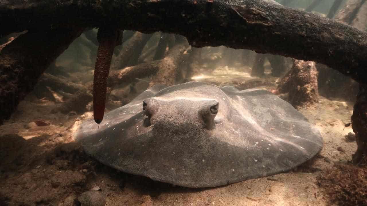 Sanctuary burning: sting in the tail for mangrove rays