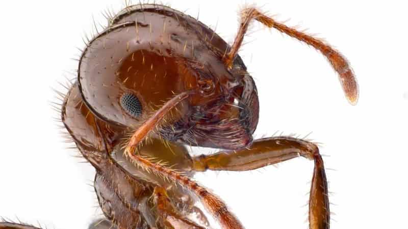 Landowners lock the gate on mandatory fire ant baiting